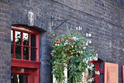 Red flowers on brick wall