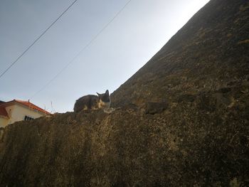 Low angle view of horse on land against sky