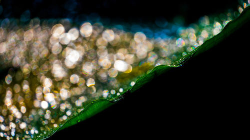 Close-up of wet plant