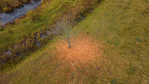 High angle view of trees on field