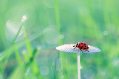 Close-up of ladybug on leaf