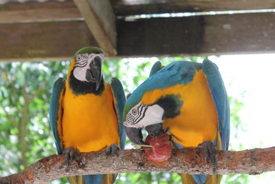 Close-up of birds on branch