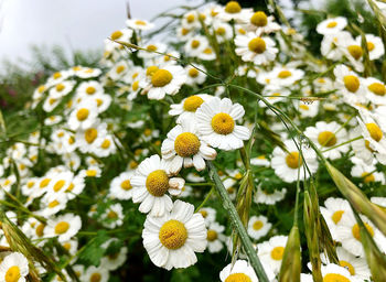 Close-up of white daisy flowers