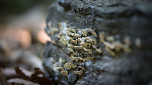 Close-up of rusty metal