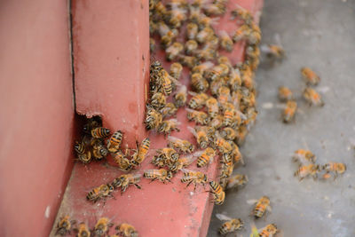 Close-up of bee swarm