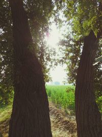 Trees on field against bright sun