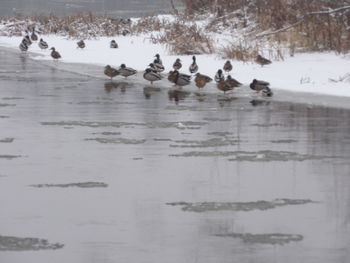 Flock of birds in lake during winter