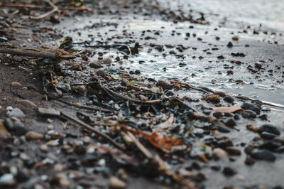 Close-up of dry leaves on wet street