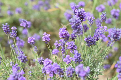 Close-up of purple flowering plants on field