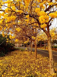 Yellow flowers on tree