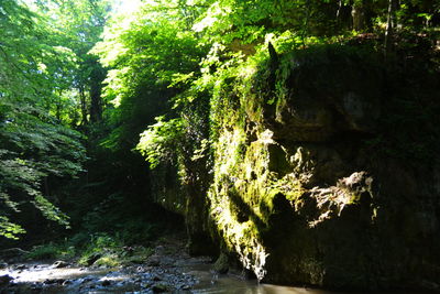 Trees growing in forest