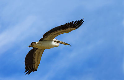 Low angle view of eagle flying against clear blue sky