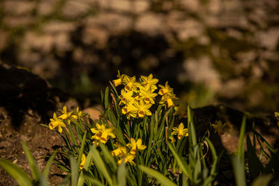 Close-up of yellow flowering plant on field