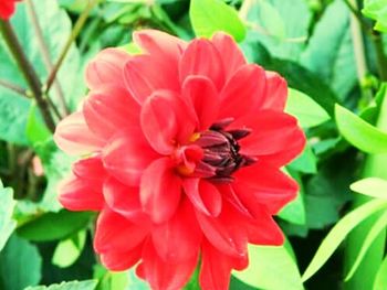 Close-up of red flowers