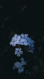 Close-up of blue flowering plant