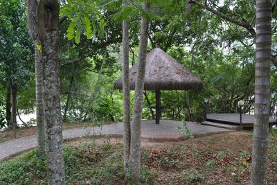 Trees in park