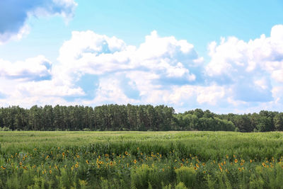 Scenic view of agricultural field against sky