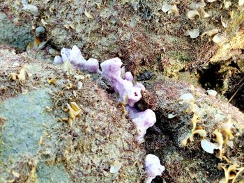 High angle view of crab on ground