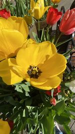 Close-up of yellow tulips