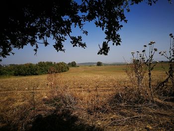 Scenic view of field against clear sky