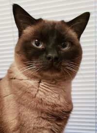 Close-up portrait of a cat at home