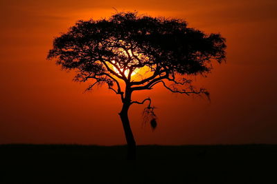 Silhouette tree on field against sky at sunset