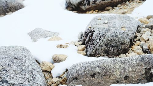 Close-up of stones on snow covered land