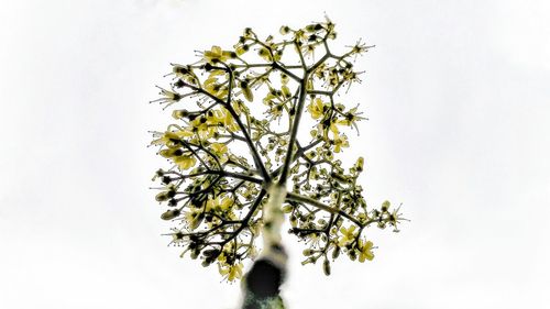 Close-up of flower tree against clear sky