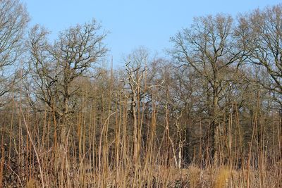 Trees on field against sky