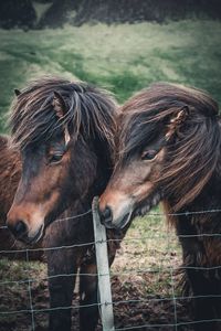 Two iceland horses with long hair together behind a fence in iceland on a green field