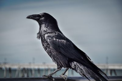 Close-up of bird perching against sky