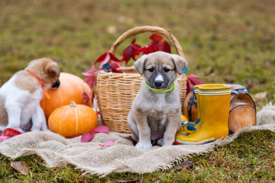 High angle view of dogs sitting in basket