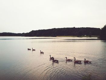 Swans swimming in lake against clear sky