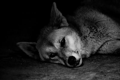 Portrait of dog lying down