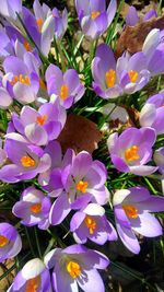 Close-up of purple flowering plants