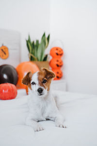 Cute jack russell dog at home. halloween background decoration