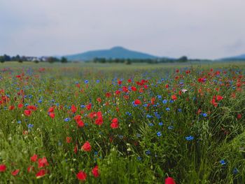 Red poppies on field against sky