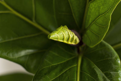 Scandinavian decor style plant green leaf.little fiddle leaf fig tree.