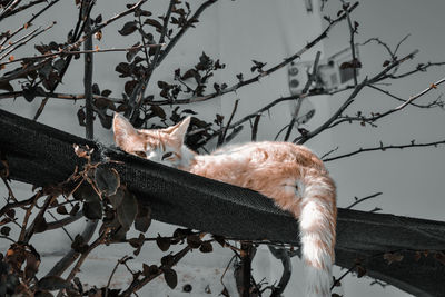 Low angle view of a bird perching on branch