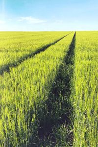 Scenic view of agricultural field against sky