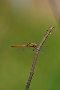 Close-up of insect on twig