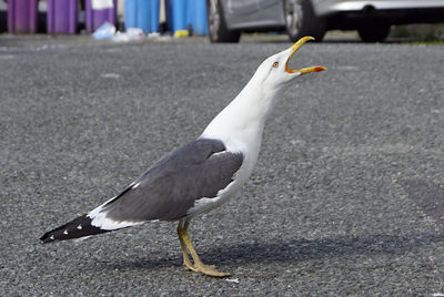 Close-up of seagull on road