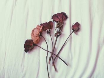 High angle view of wilted rose