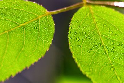 Close-up of wet plant leaves