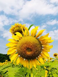 Close-up of sunflower on field against cloudy sky