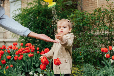 Spring gardening activities for kids. cute toddler little girl in raincoat watering red tulips