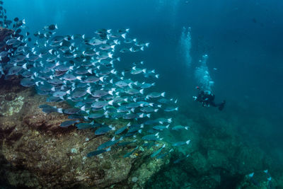 Person scuba diving undersea