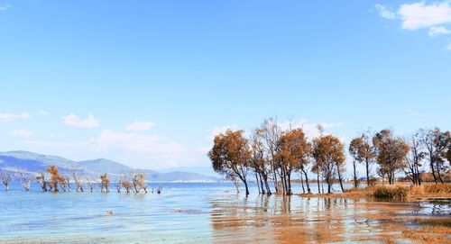Trees in water against clear sky