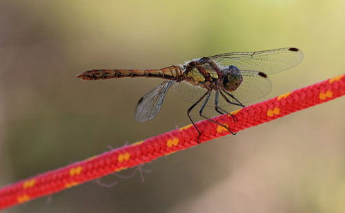 Dragonfly in balance