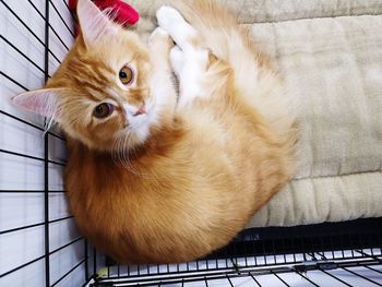Portrait of cat lying on sofa